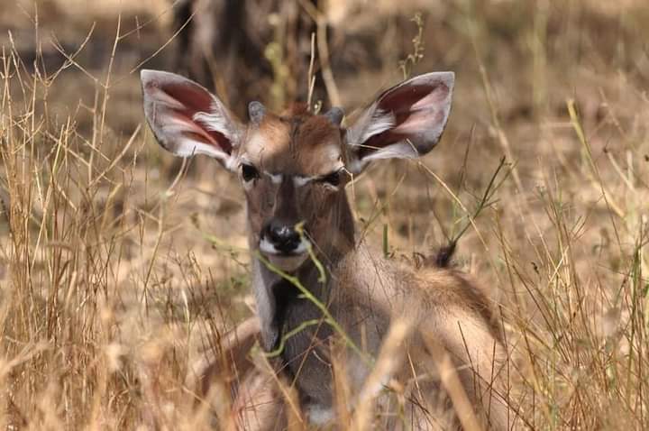 birding tours gambia