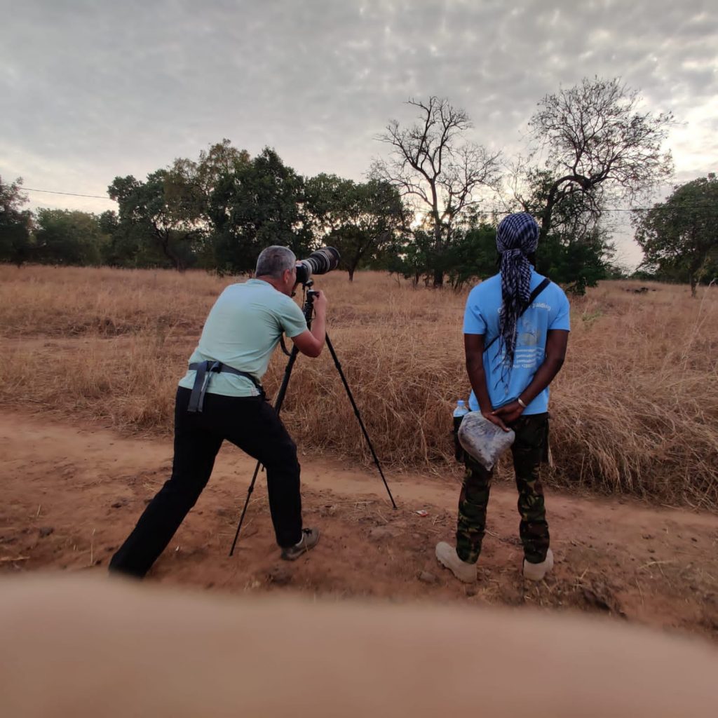 birding tours gambia