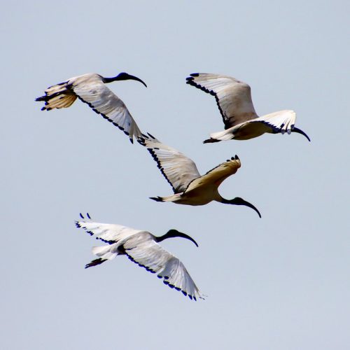 IMG-20220326-WA0033